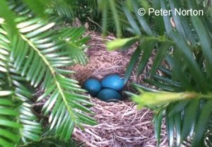 Robin's nest, Acton, Mass.