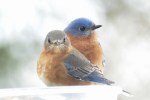 Bluebird pair in winter