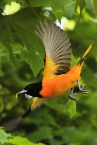 Baltimore Oriole in flight