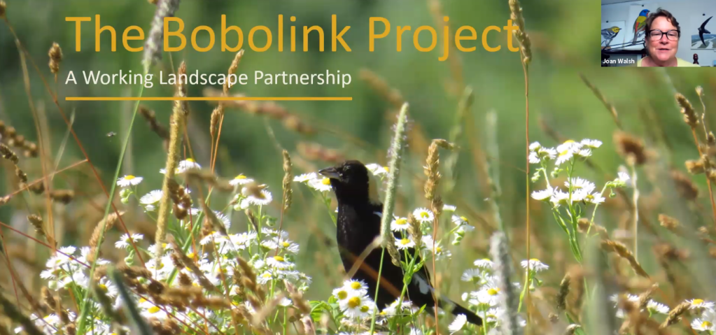 Bobolink Project Joan Walsh 2020