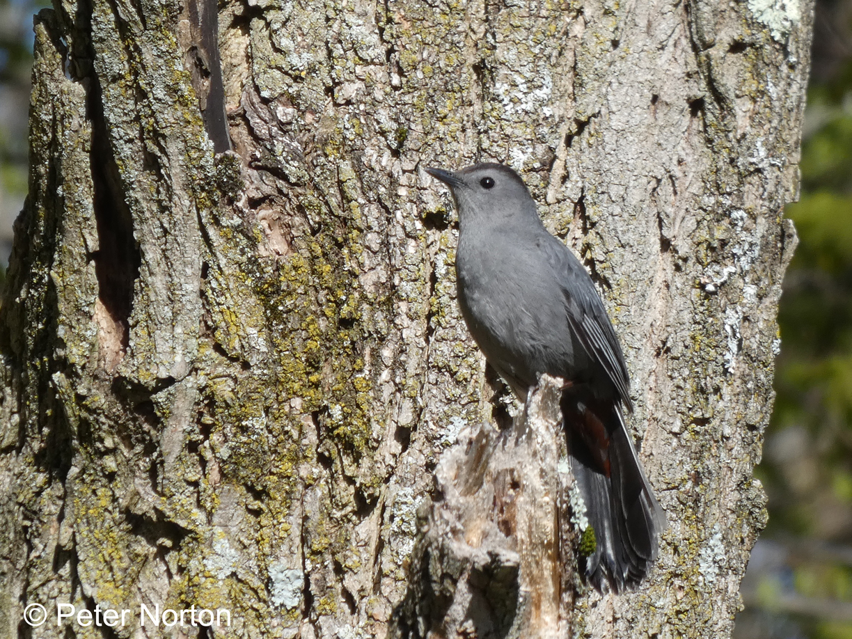 Gray Catbird, Assabet River National Wildlife Refuge