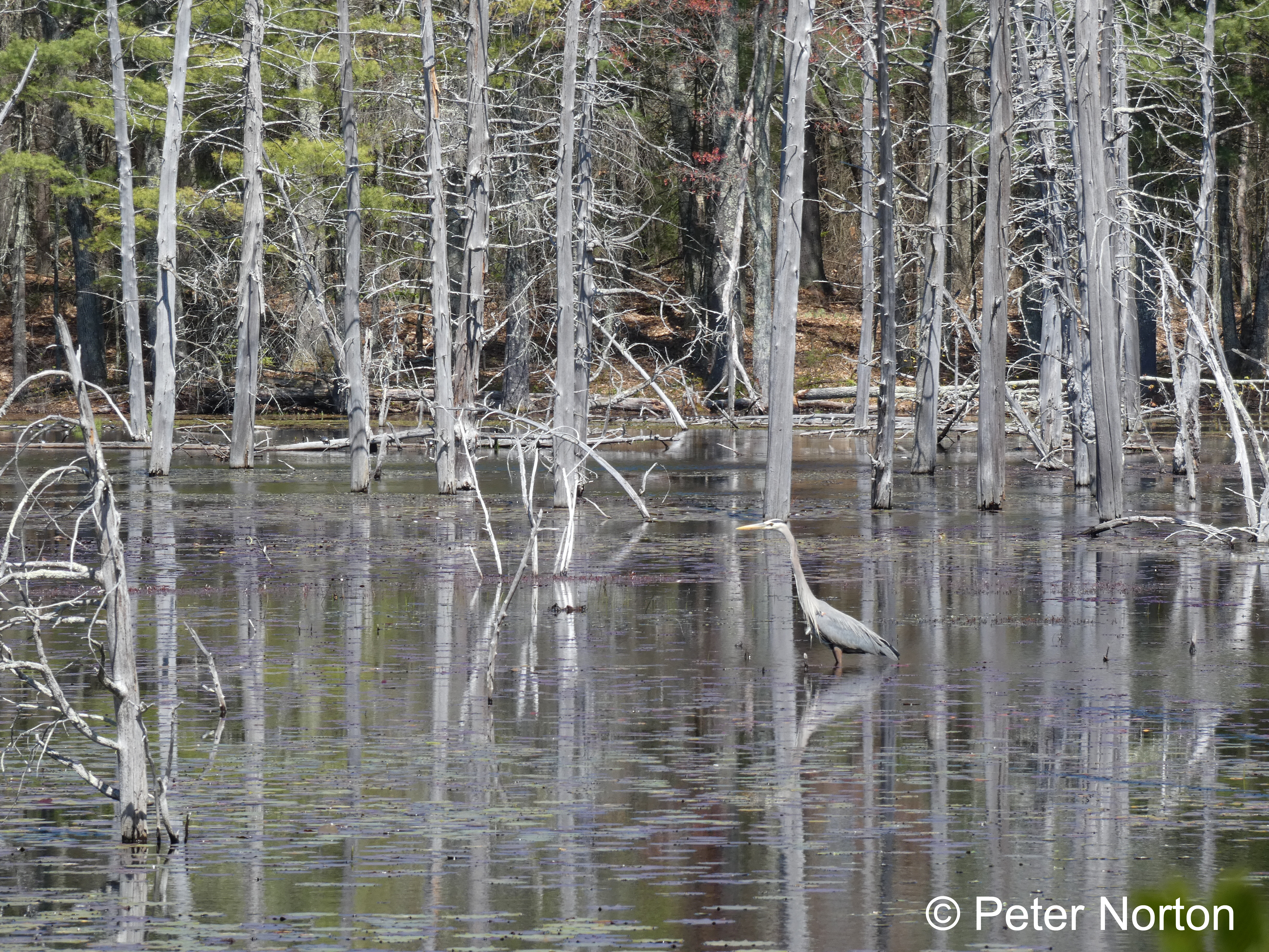 Great Blue Heron, Assabet River National Wildlife Refuge