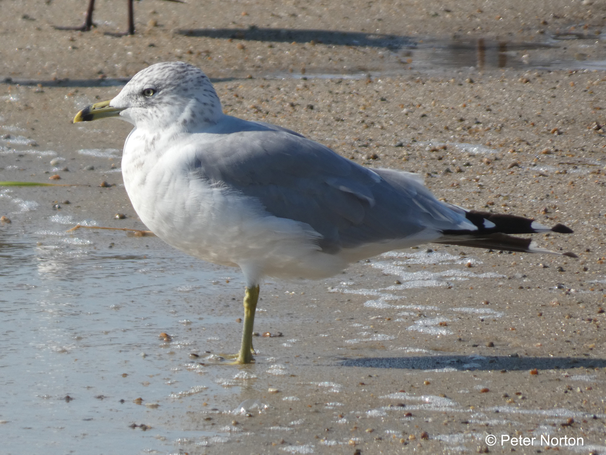 Ring-billed Gull, Wings Island, Cape Cod