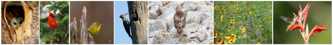 Boxborough Birders Photography Exhibit 2026